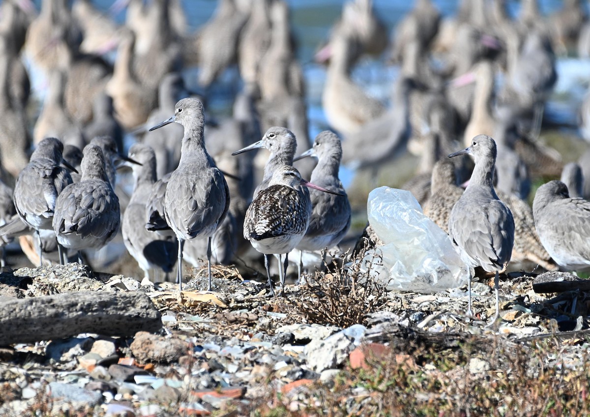 Bar-tailed Godwit - ML644632960