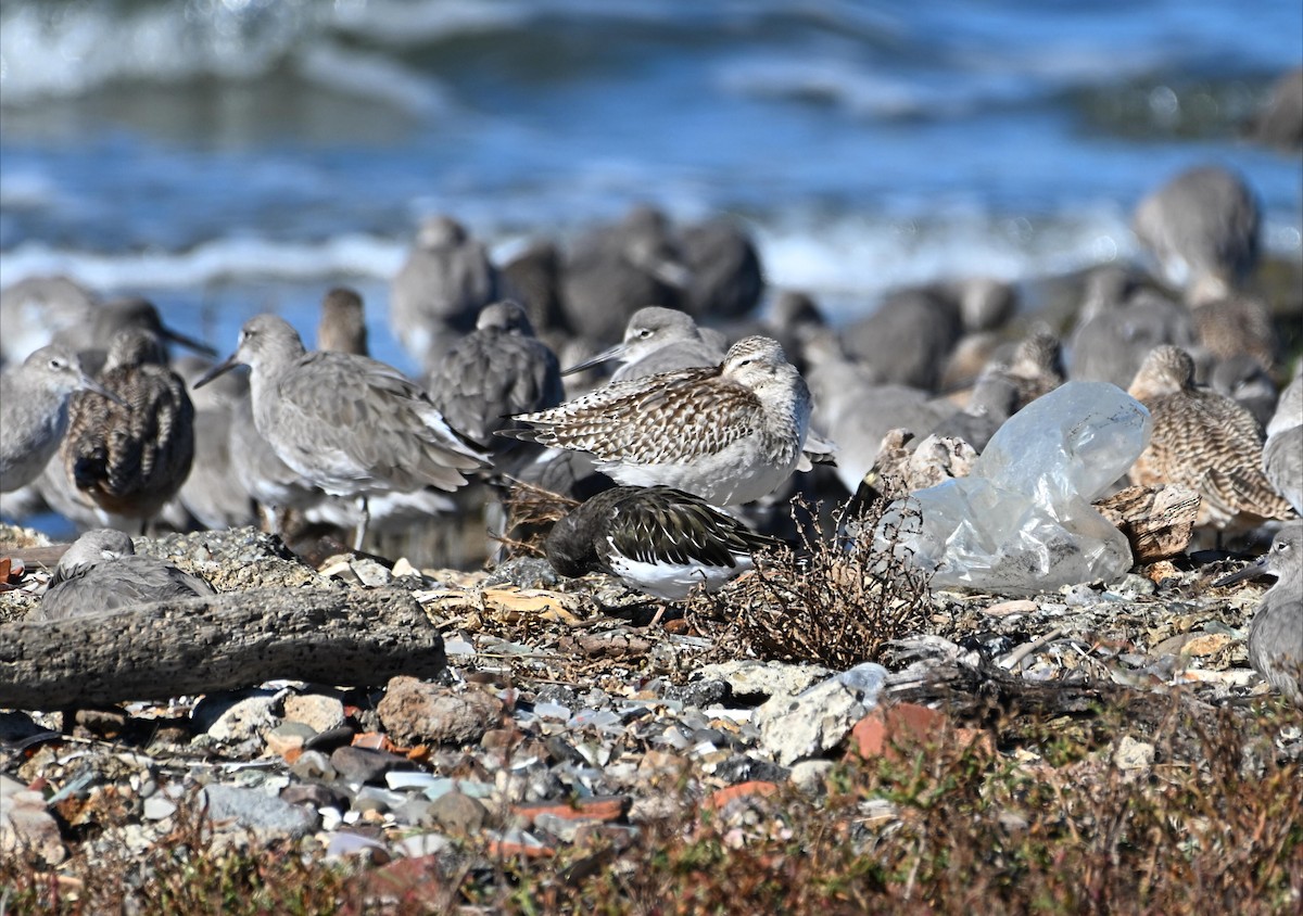 Bar-tailed Godwit - ML644632961