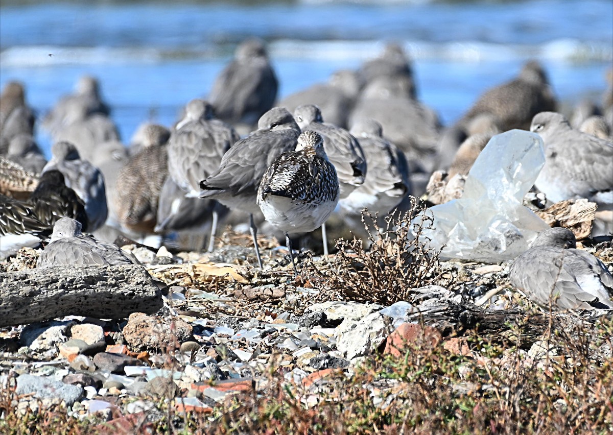 Bar-tailed Godwit - ML644632963