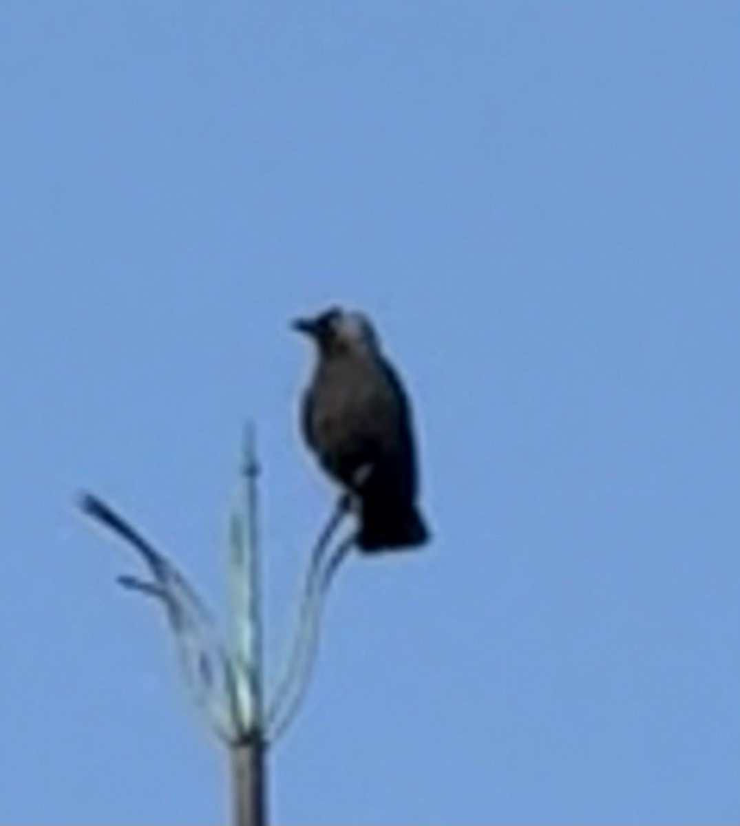 kavka obecná - ML644632985