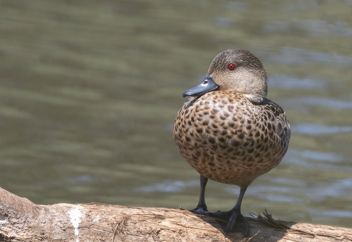 ハイイロコガモ - ML644632986