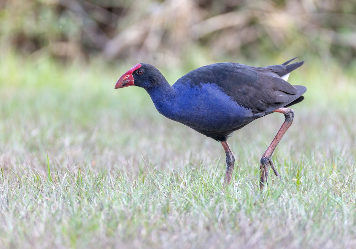 オーストラリアセイケイ - ML644632998