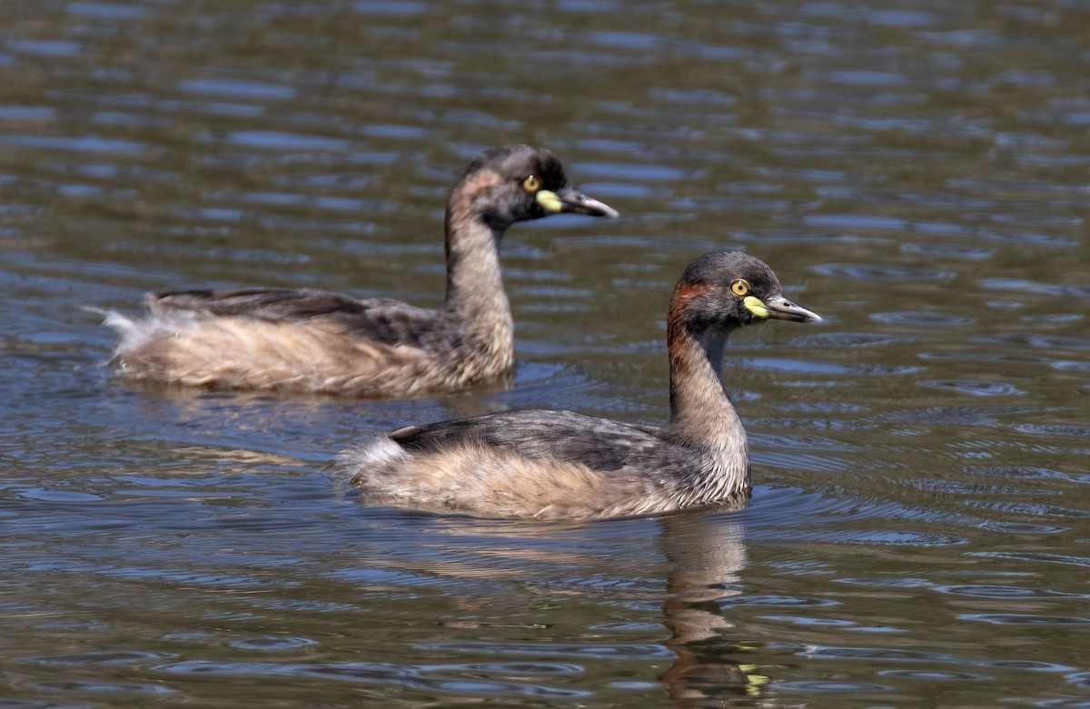 Австралийская поганка - ML644633001
