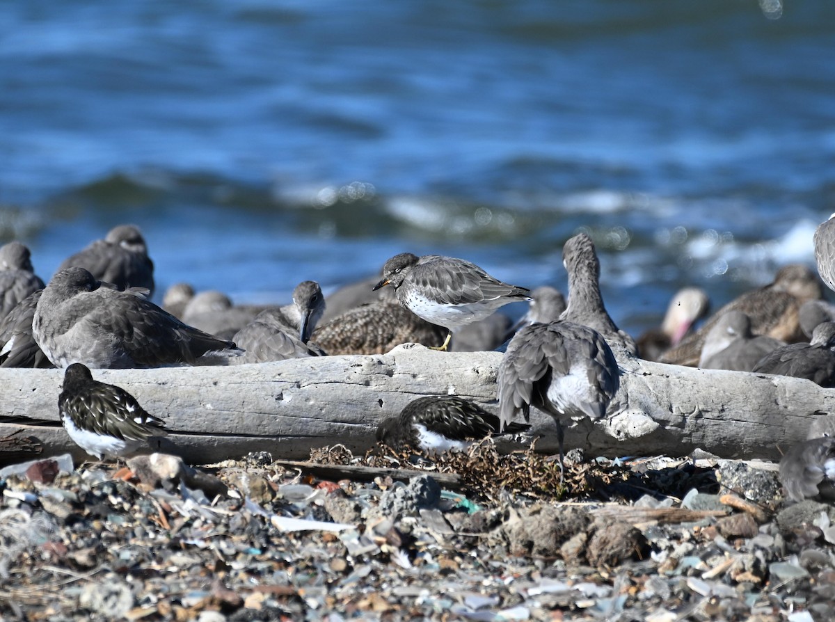 Surfbird - ML644633004