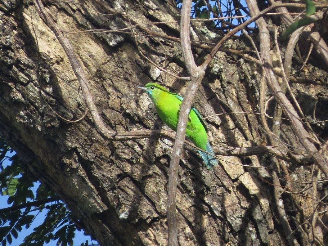 Verdin à ailes bleues - ML644633005