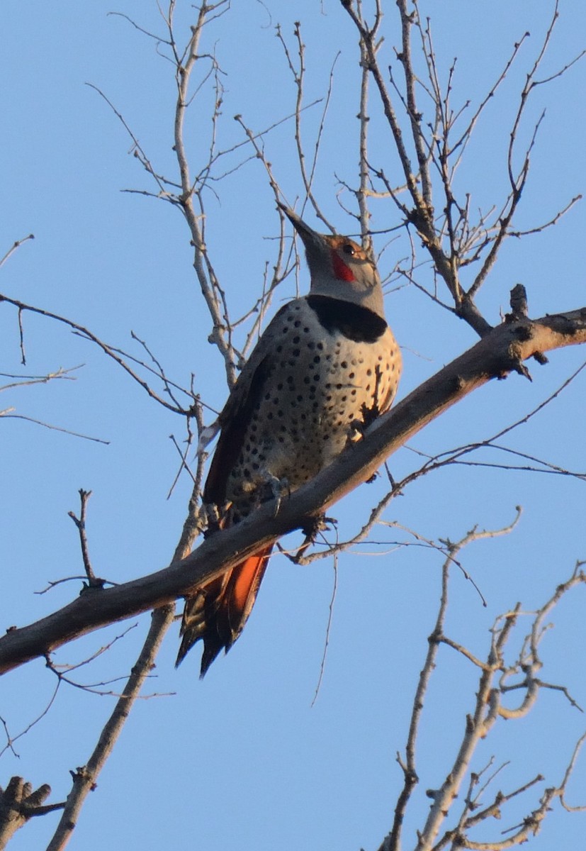 Northern Flicker - ML644633008
