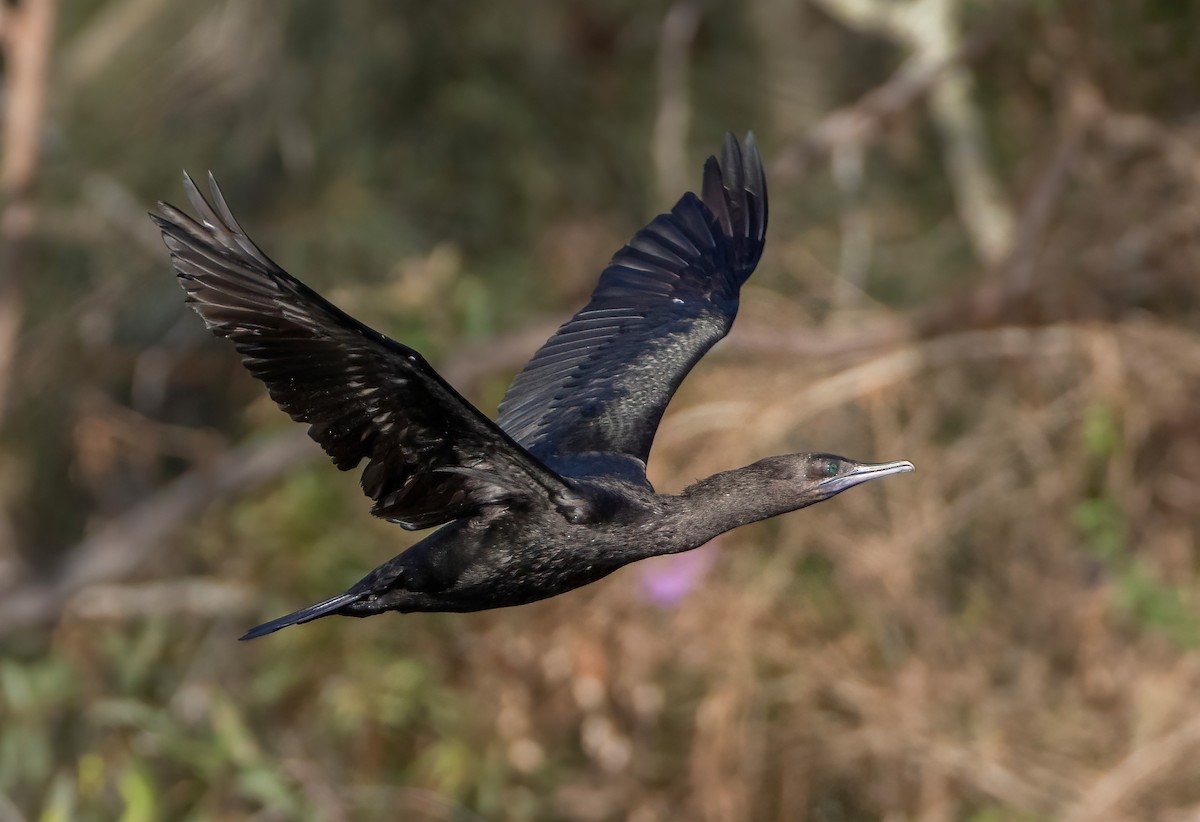Little Black Cormorant - ML644633010