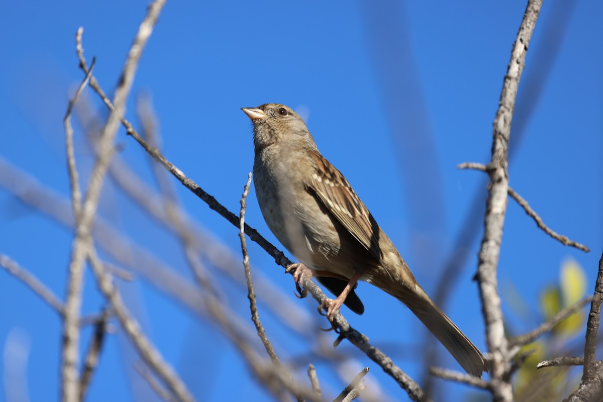 Golden-crowned Sparrow - ML644633011