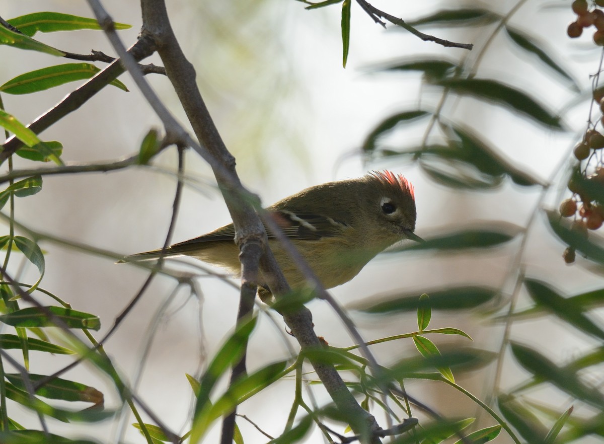 Ruby-crowned Kinglet - ML644633013