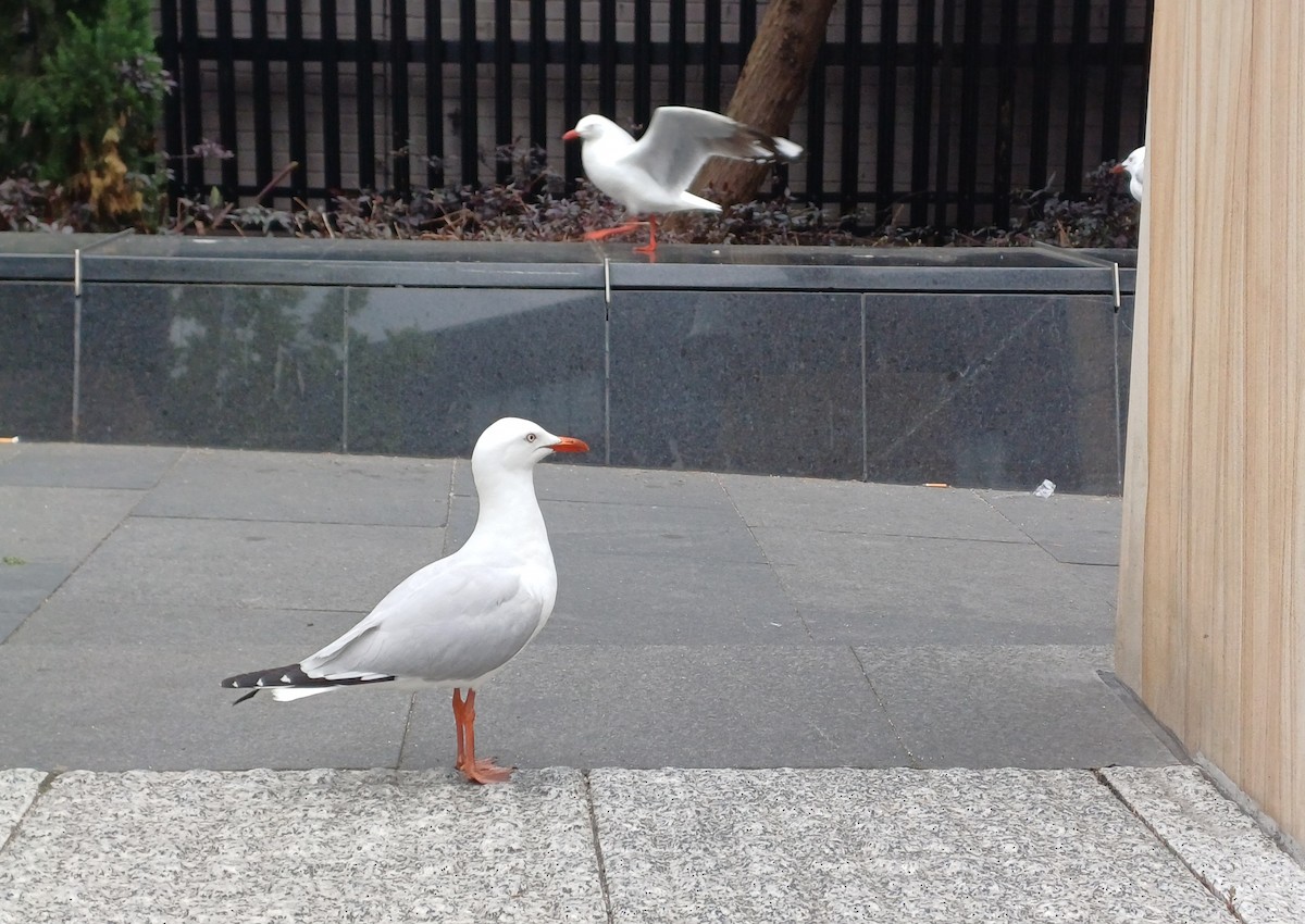 Silver Gull - ML644633015