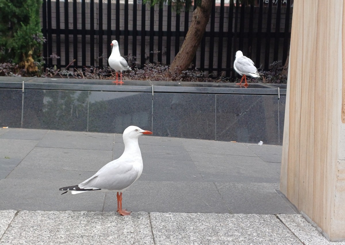 Silver Gull - ML644633016