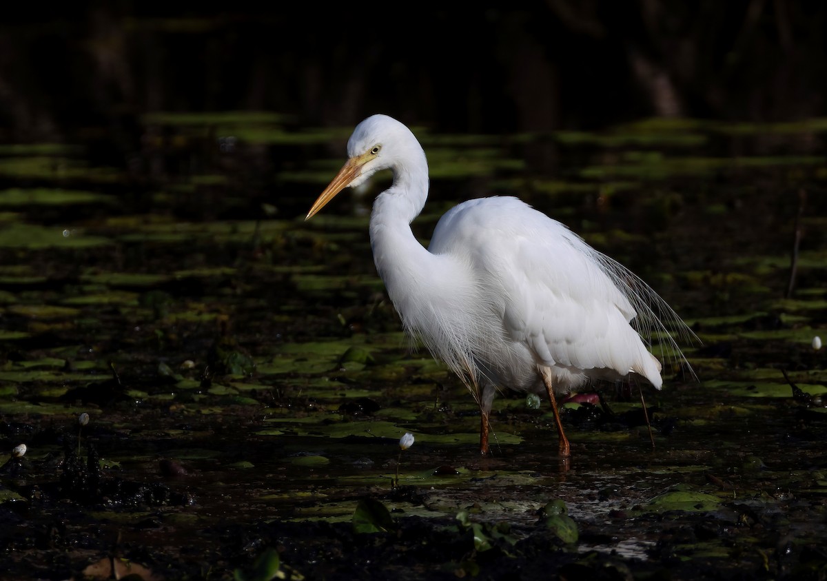 Plumed Egret - ML644633017