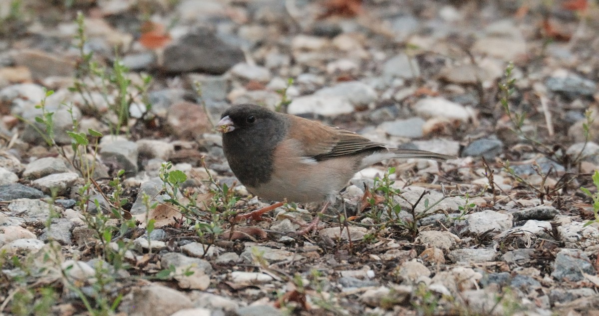 Dark-eyed Junco - ML644633018
