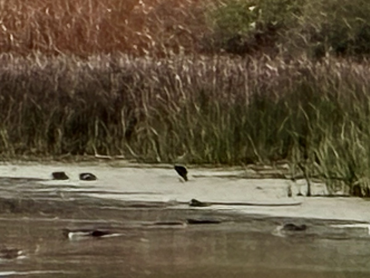 Glossy Ibis - ML644633019