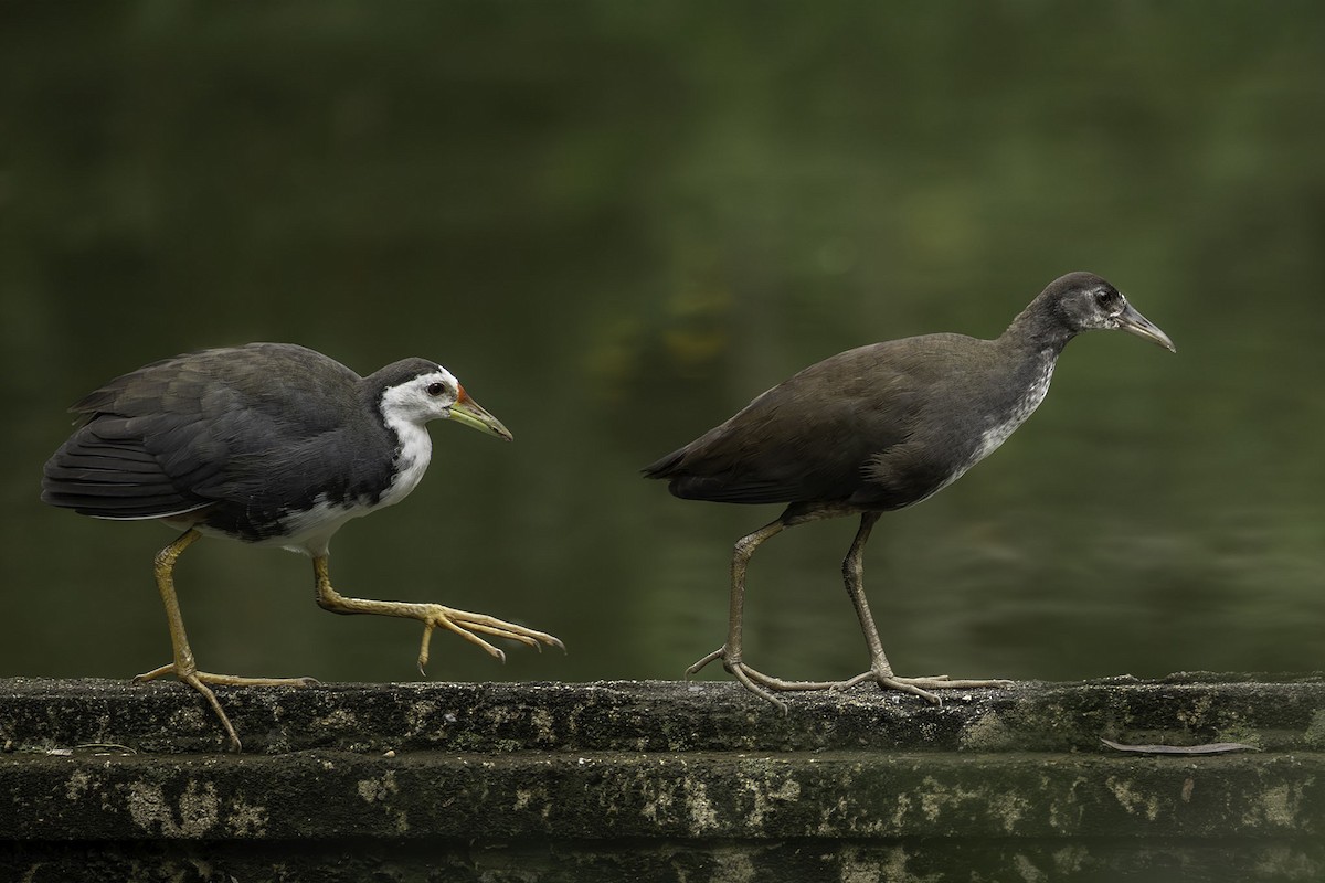 White-breasted Waterhen - ML644633020