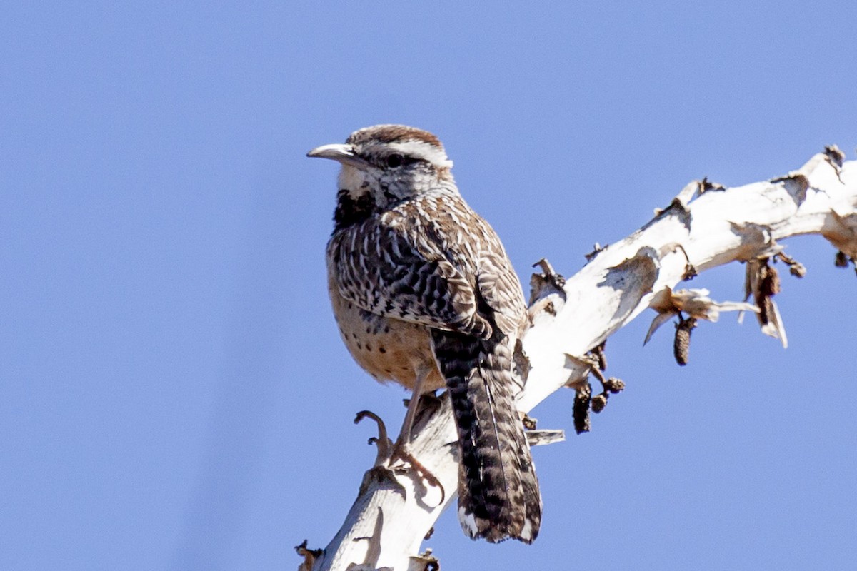 Cactus Wren - ML644633028