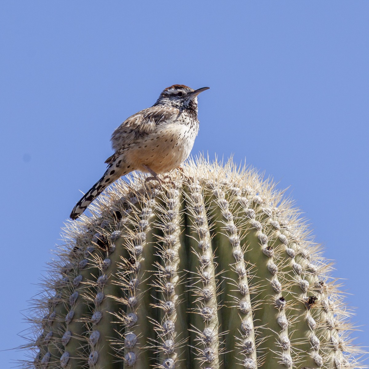 Cactus Wren - ML644633029