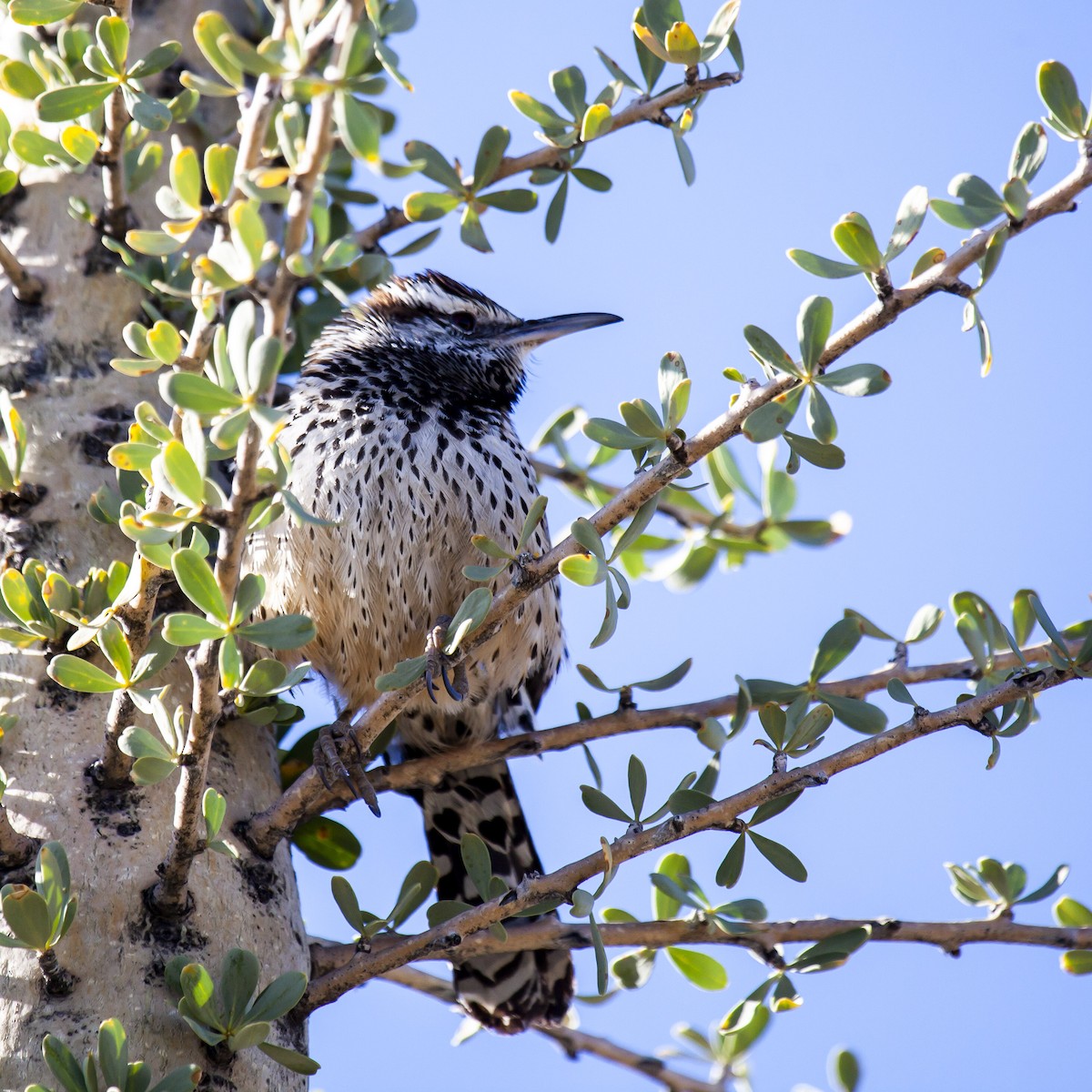 Cactus Wren - ML644633030