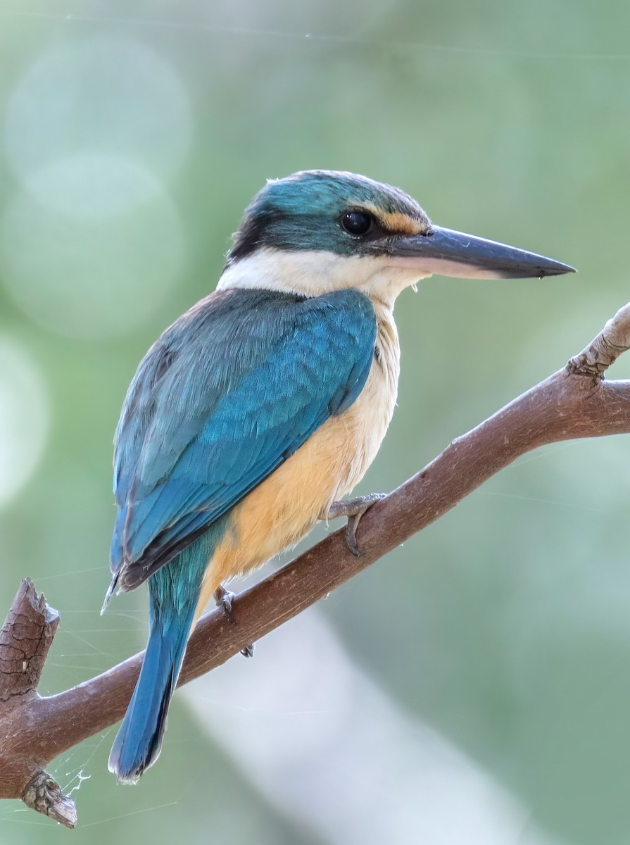 Sacred Kingfisher - ML644633031