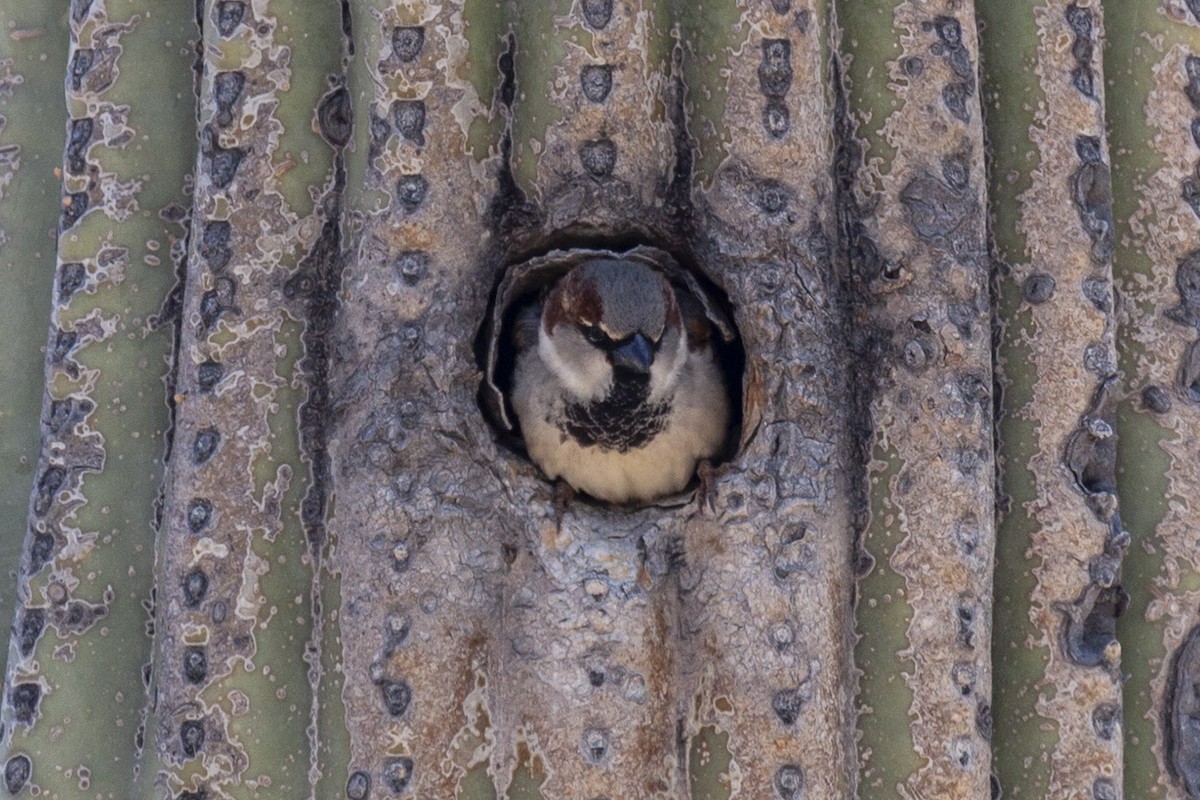 House Sparrow - ML644633032