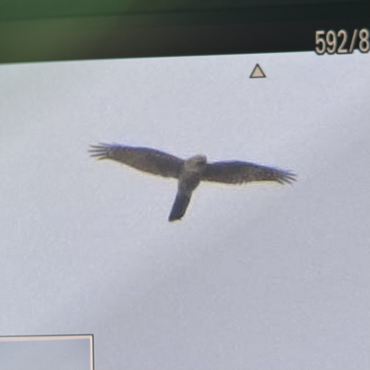 Eurasian Sparrowhawk - ML644633033