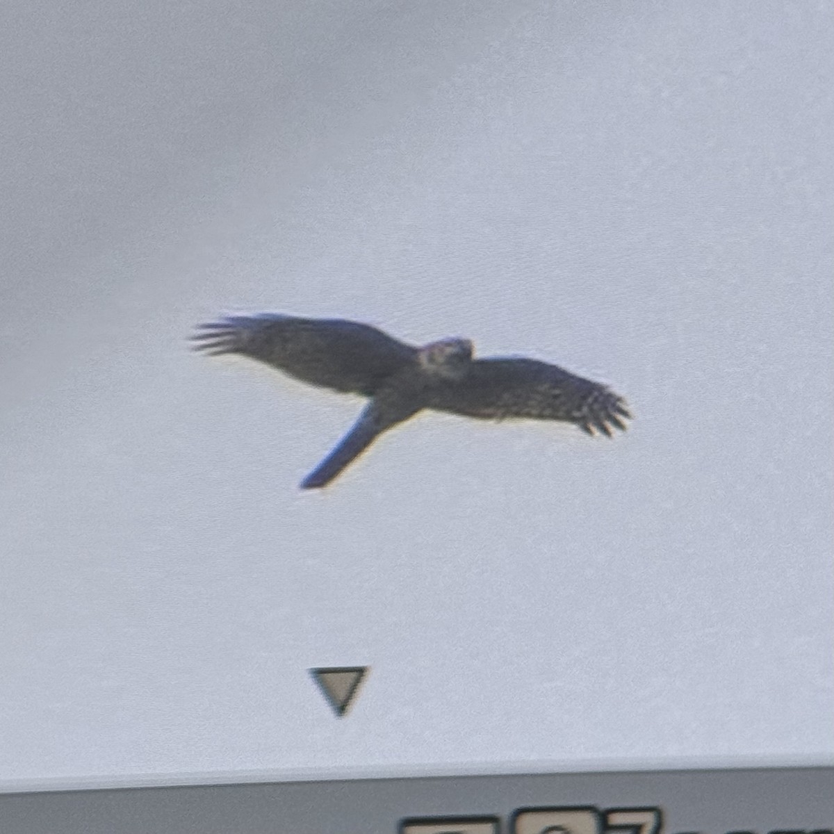 Eurasian Sparrowhawk - ML644633034