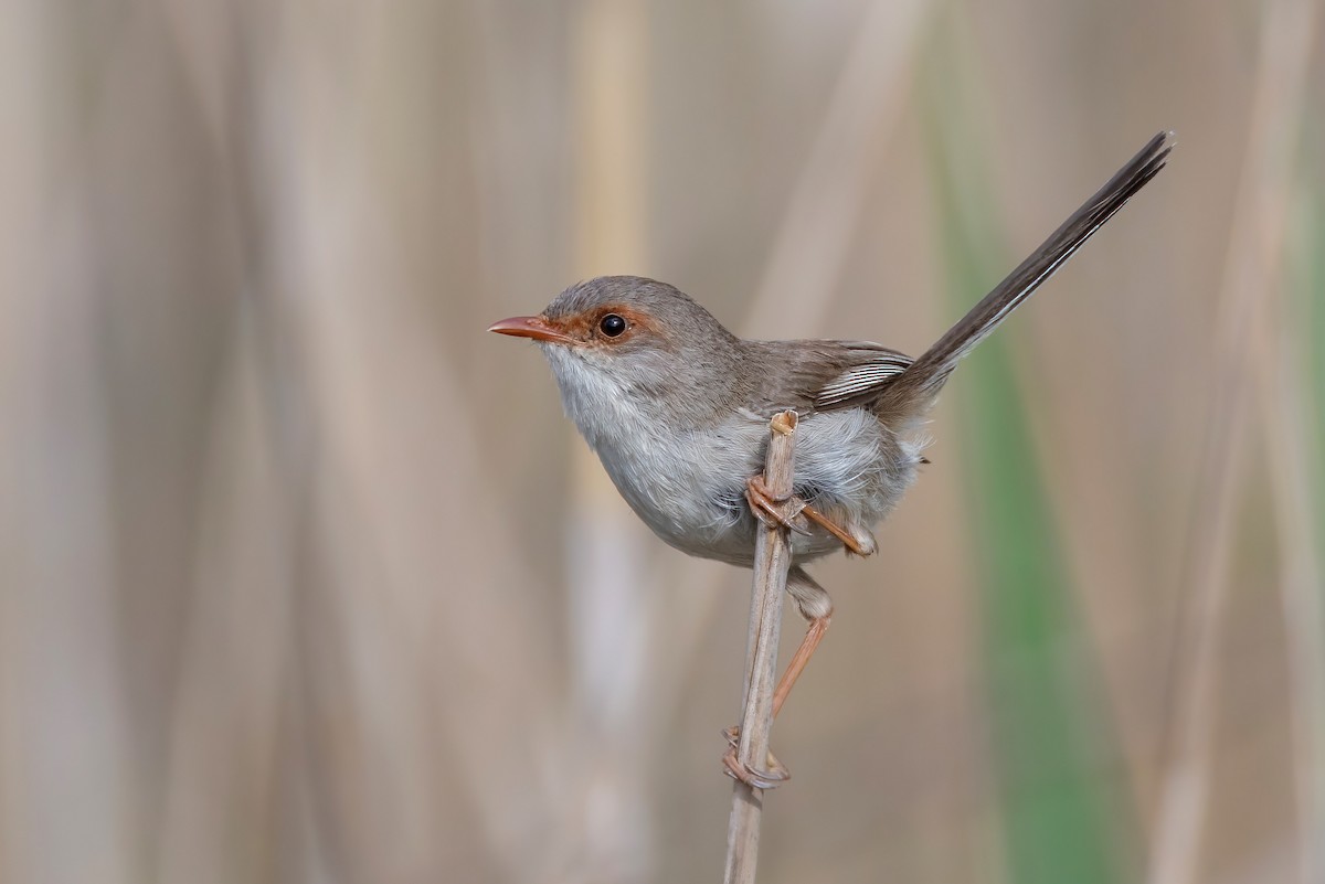 Superb Fairywren - ML644633036