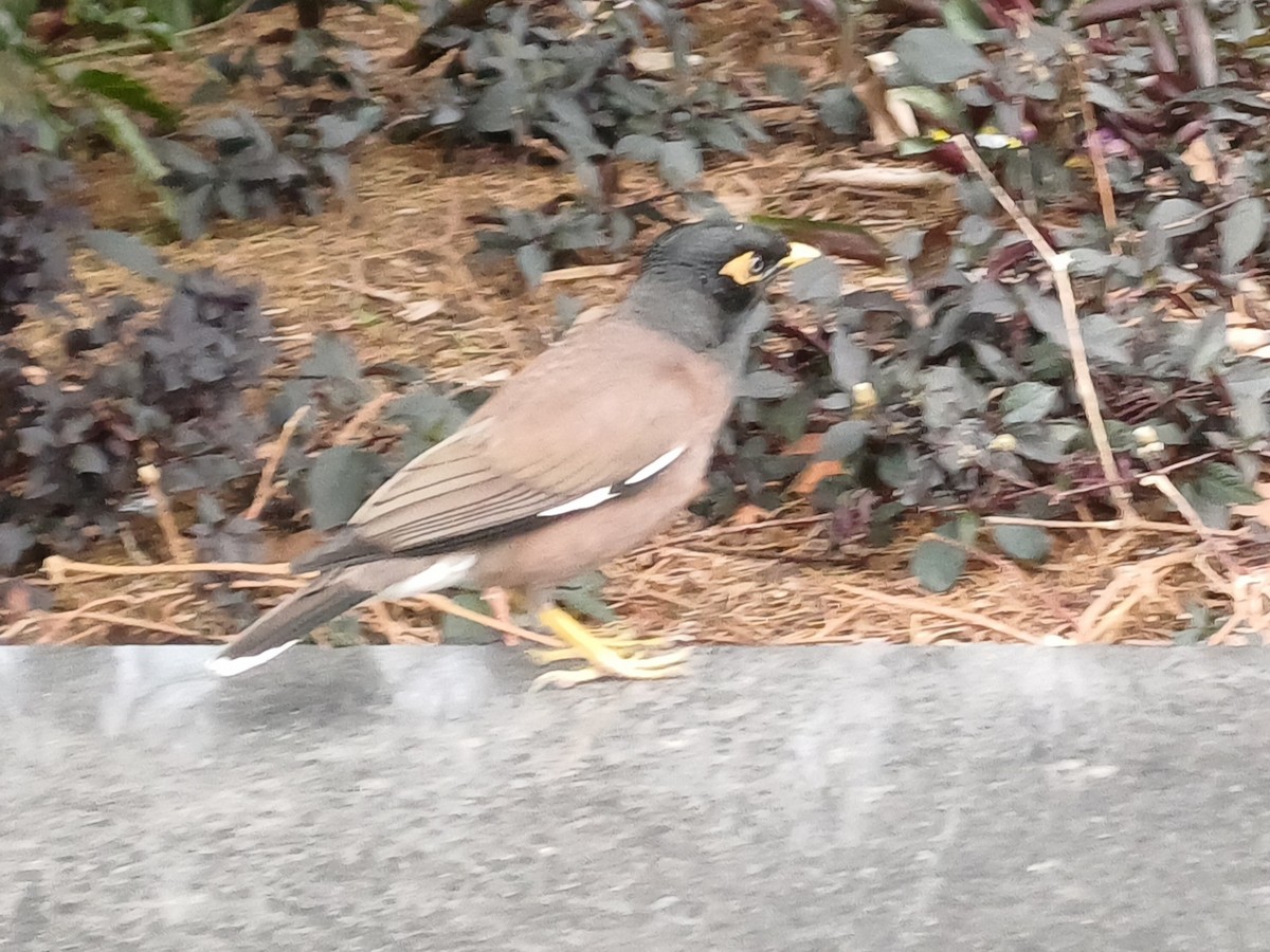 Common Myna - ML644633037