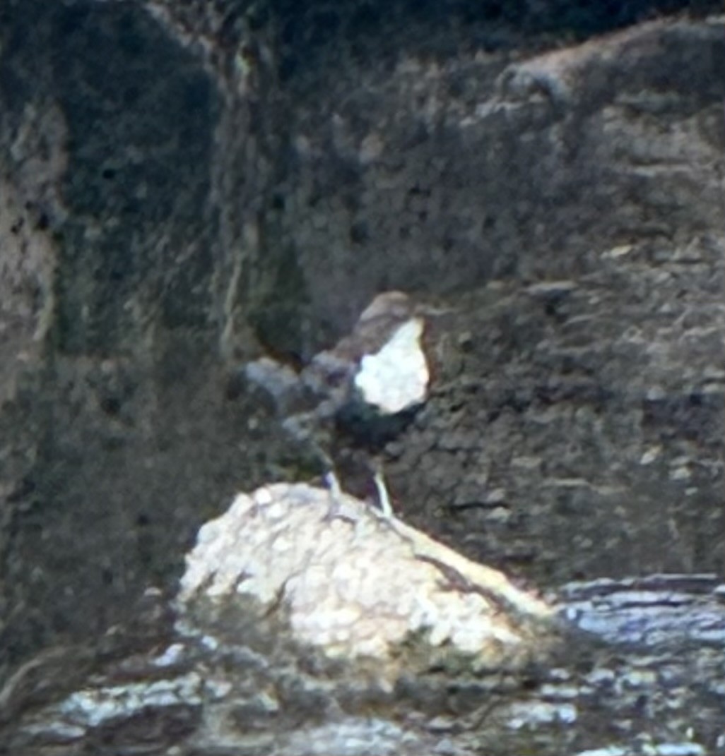 White-throated Dipper - ML644633038