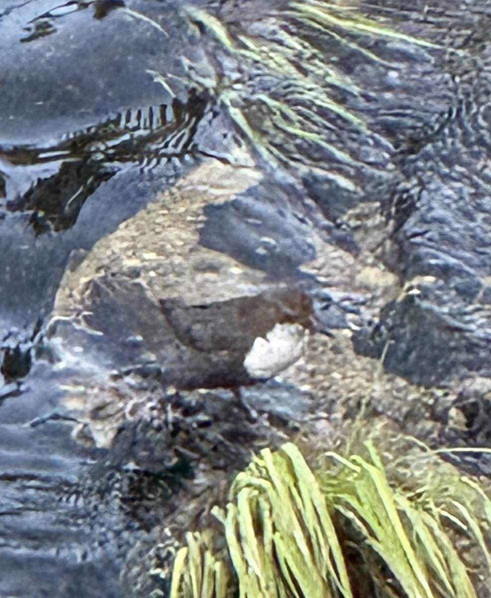 White-throated Dipper - ML644633039