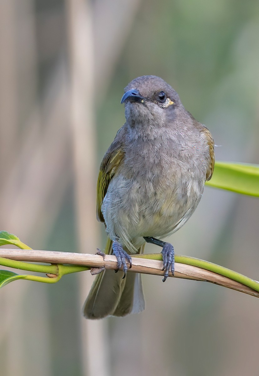 Brown Honeyeater - ML644633042