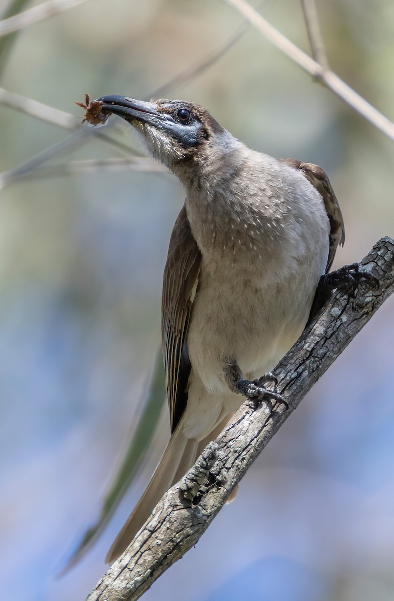 Little Friarbird - ML644633049