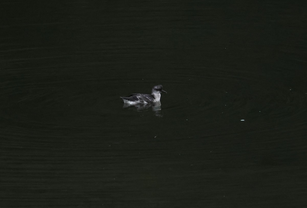 Pigeon Guillemot - ML644633050