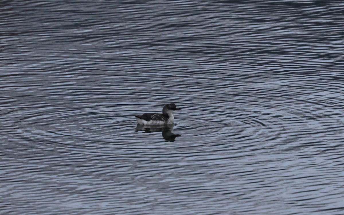 Pigeon Guillemot - ML644633051