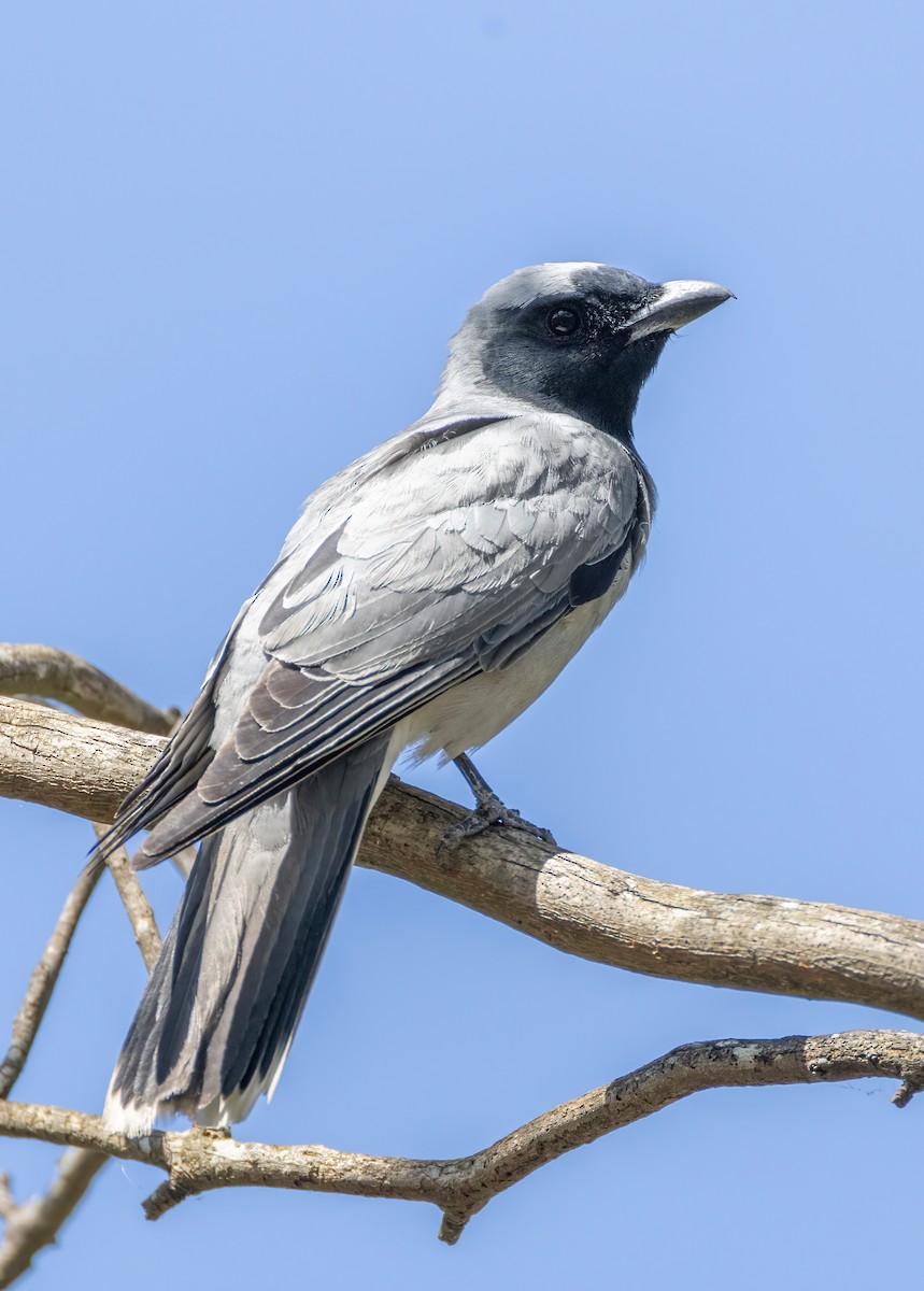 Black-faced Cuckooshrike - ML644633069