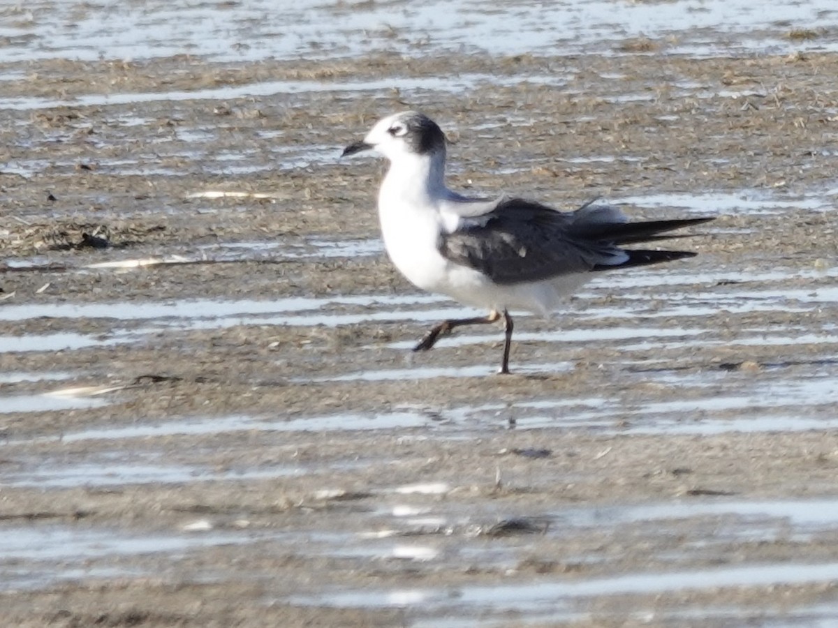 弗氏鷗 - ML644633074