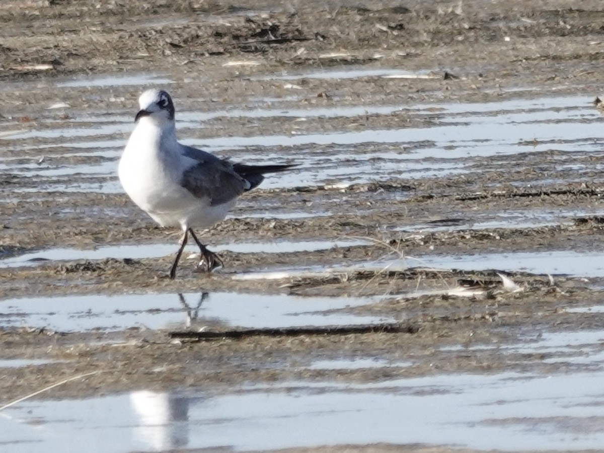 弗氏鷗 - ML644633075