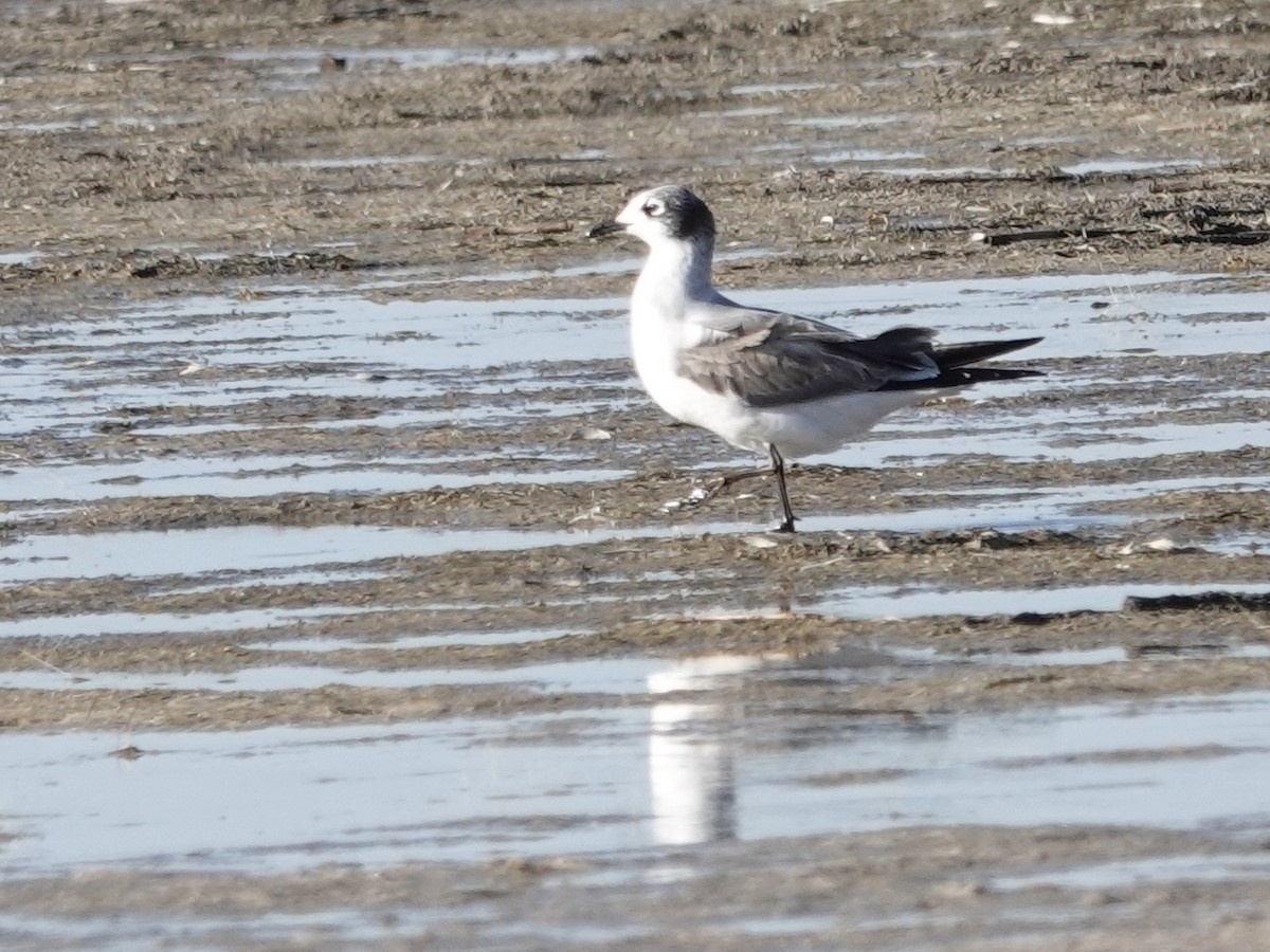 弗氏鷗 - ML644633076