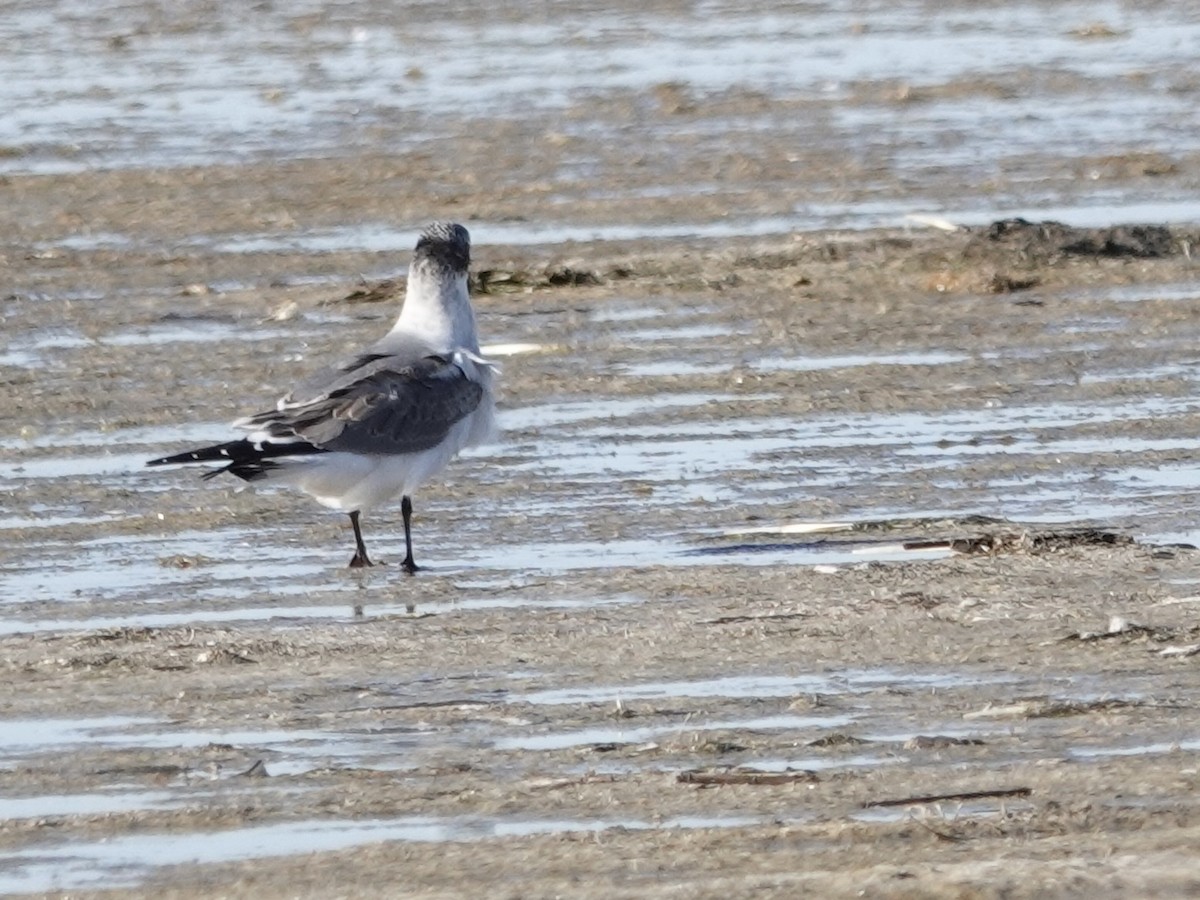 弗氏鷗 - ML644633077