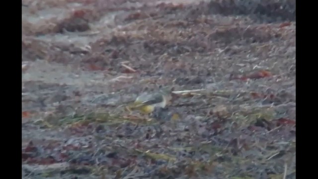 Gray Wagtail - ML644633081