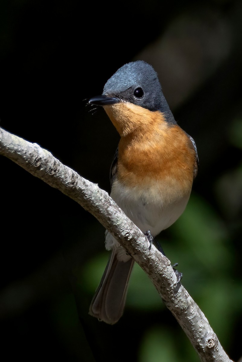 Leaden Flycatcher - ML644633091