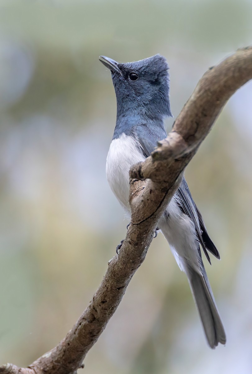 Leaden Flycatcher - ML644633092
