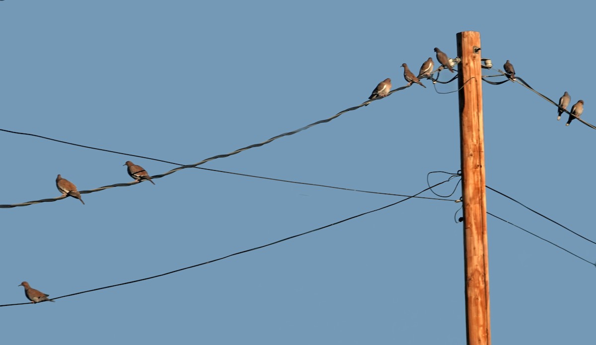 Зенаїда білокрила - ML644633101