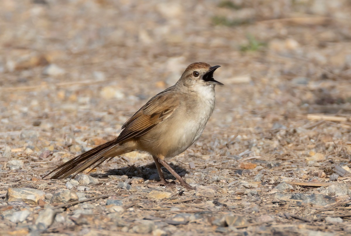 ズアカオオセッカ - ML644633104