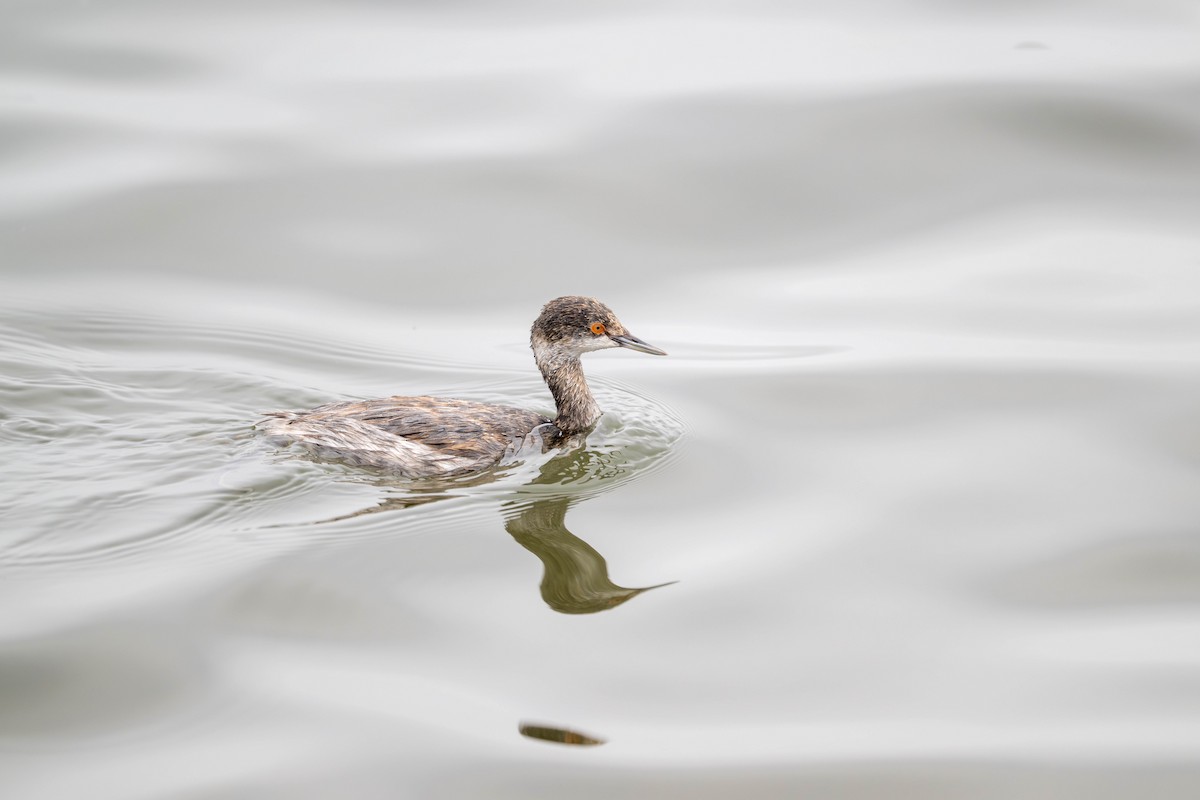 Eared Grebe - ML644633111