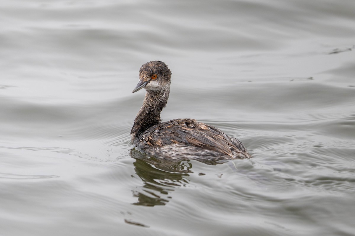 Eared Grebe - ML644633112