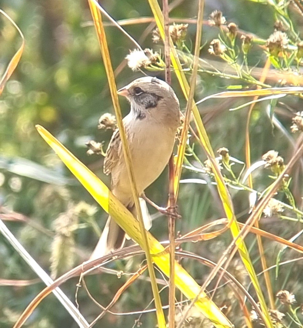 Ochre-rumped Bunting - ML644633113
