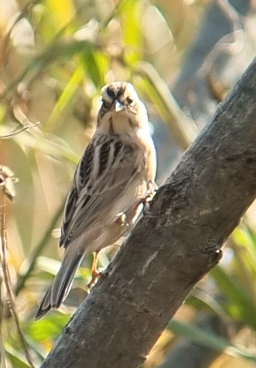 Ochre-rumped Bunting - ML644633114