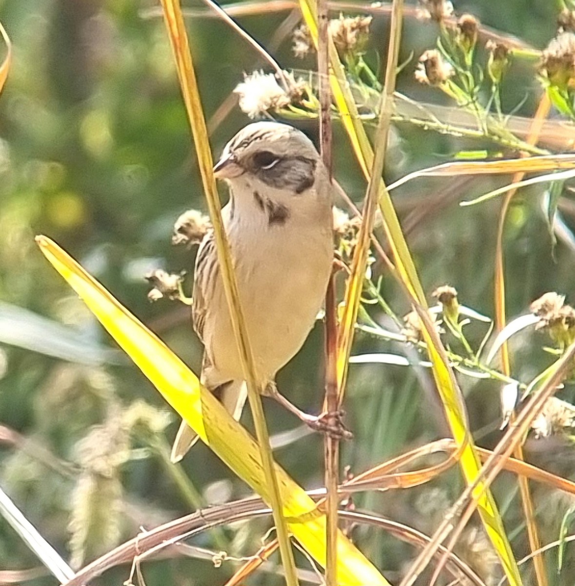Ochre-rumped Bunting - ML644633115