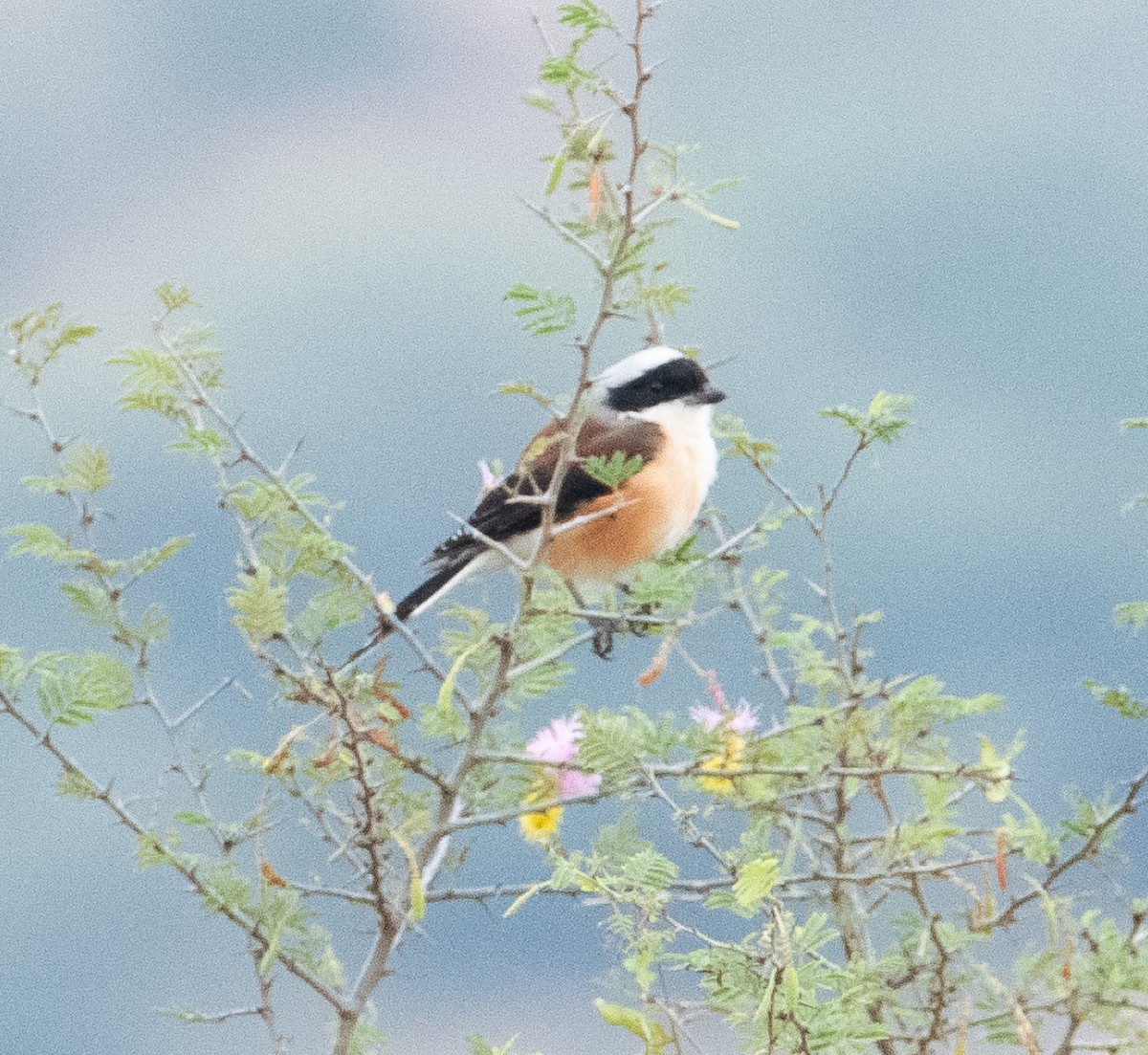 Bay-backed Shrike - ML644633123